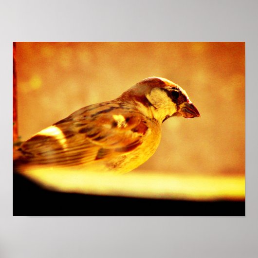 Onderling Sparrow Poster (Voorkant)