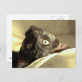 Ondersteboven kat! briefkaart (Voorkant / Achterkant)