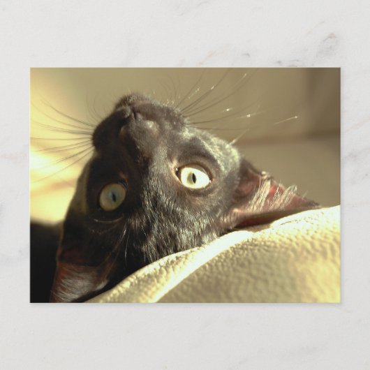 Ondersteboven kat! briefkaart (Voorkant)