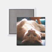 Ondersteboven kattenmagneet magneet (Voorkant / Achterkant)