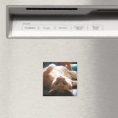 Ondersteboven kattenmagneet magneet (Insitu (Vaatwasser))