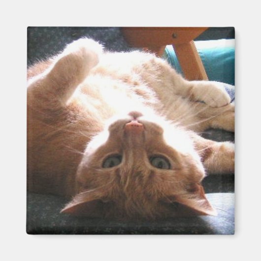 Ondersteboven kattenmagneet magneet (Voorkant)