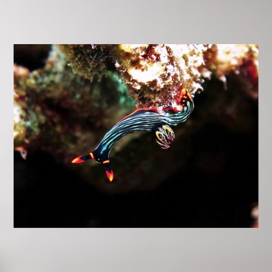 Ondersteboven Nudi Poster (Voorkant)