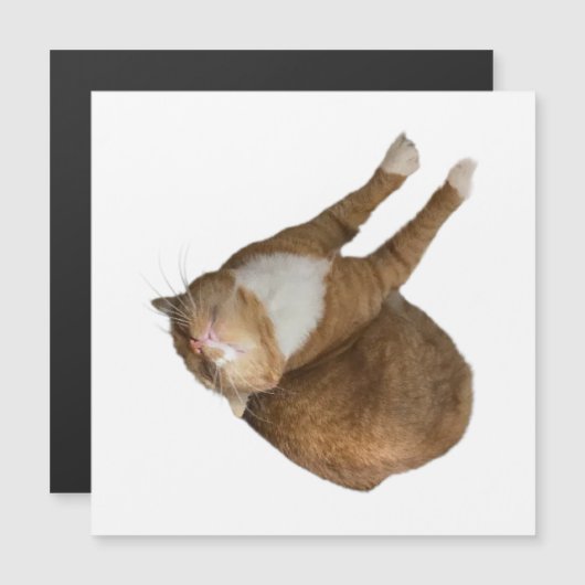 Ondersteboven Zonneschijn Kat (Voorkant / Achterkant)
