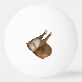 Ondersteboven Zonneschijn Kat Pingpongbal