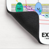 Ondersteuning van fotosynthese Exhale (Biochemie H Muismat (Hoek)