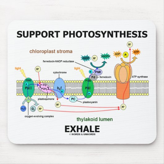 Ondersteuning van fotosynthese Exhale (Biochemie H Muismat (Voorkant)