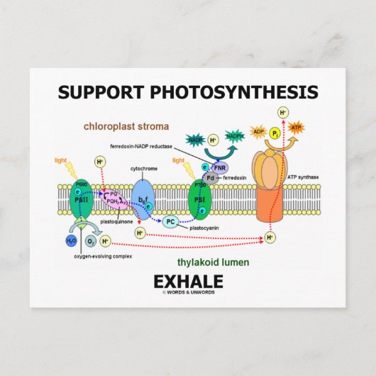 Ondersteuning van fotosynthese-uitademing (biochem briefkaart (Voorkant)