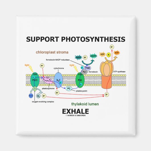 Ondersteuning van fotosynthese-uitademing (biochem magneet (Voorkant)