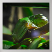 Ondertekend groen kikker poster (Voorkant)