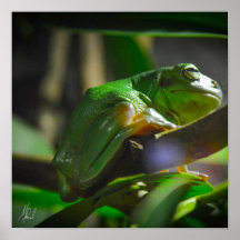 Ondertekend groen kikker