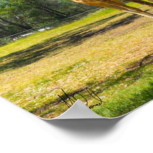 Ondertekend Taronga Western Plains Zoo Dubbo - Gir Poster (Hoek)