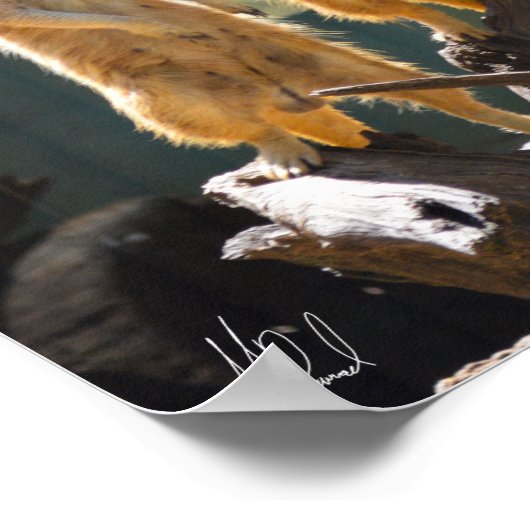 Ondertekend Taronga Western Plains Zoo Dubbo - Mee Poster (Hoek)