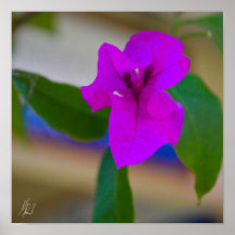 Ondertekende roze aanjager - #2