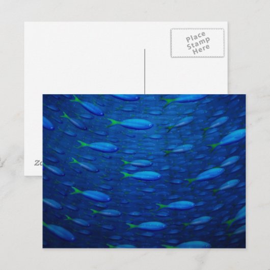 Onderwater 4 briefkaart (Voorkant / Achterkant)