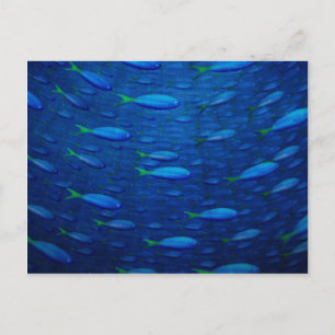 Onderwater 4 briefkaart