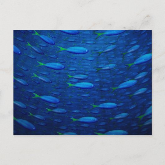 Onderwater 4 briefkaart (Voorkant)