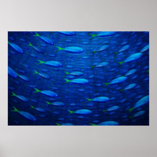 Onderwater 4 poster (Voorkant)