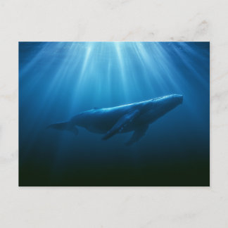 Onderwater Bultrugwalvis Briefkaart