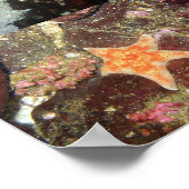 Onderwater Creaters Collage - Fine Art Print (Hoek)