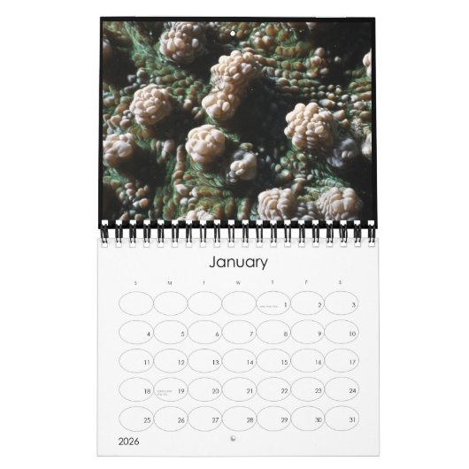 onderwater kalender 2010 (Jan 2026)