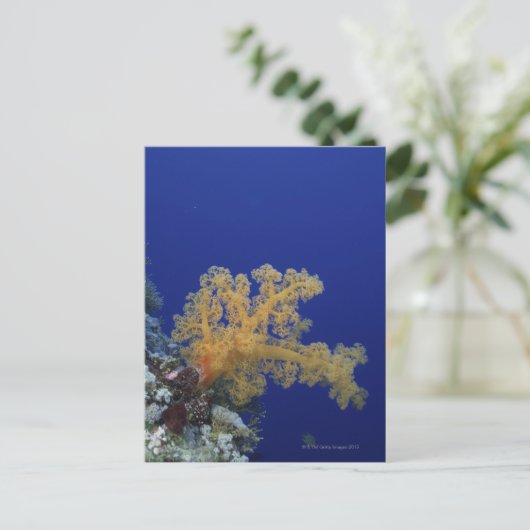 Onderwater Koraal Briefkaart (Staand voorkant)