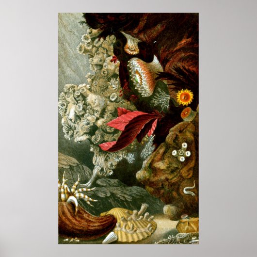 Onderwater leven negen van de tien poster (Voorkant)