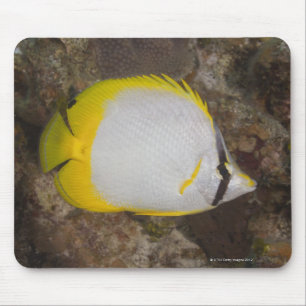 Onderwater Life, FISH: kleurrijke Spotfin Muismat