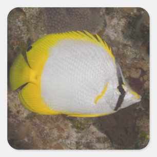 Onderwater Life, FISH: kleurrijke Spotfin Vierkante Sticker