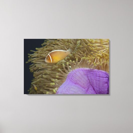 Onderwater LIfe; VIS: Clownvis (roze) Canvas Afdruk (Voorkant)