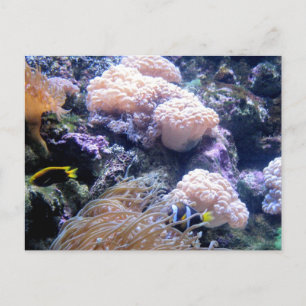 Onderwater Oceaan Koraalrif Vissen Fotografie Briefkaart