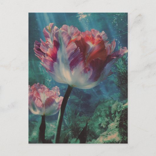 Onderwater Tulp Briefkaart (Voorkant)