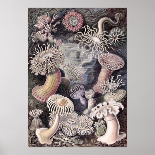 Onderwater Zee Anemones door Ernst Haeckel Poster (Voorkant)
