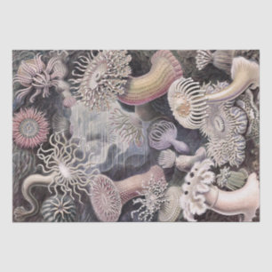 Onderwater Zee Anemones door Ernst Haeckel Tissuepapier
