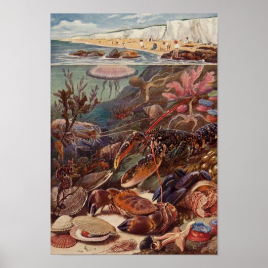 Onderwater Zee Crab Lobster Marine Clam Coral Poster (Voorkant)