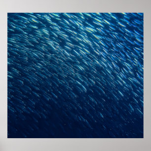 Onderwater Zee Visschool Abstract Poster