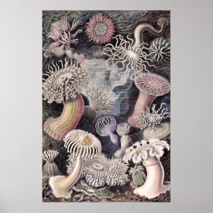 Onderwater Zeeanemonen door Ernst Haeckel Poster