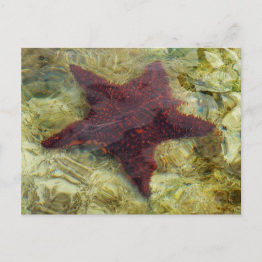 Onderwater Zeester in de Bahama's Briefkaart (Voorkant)