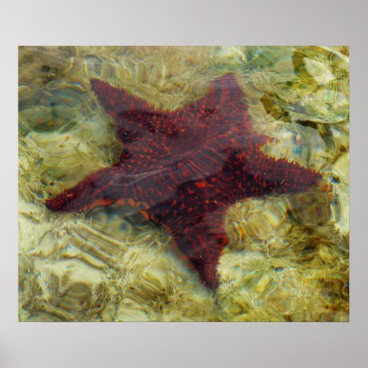Onderwater Zeester in de Bahama's Poster (Voorkant)