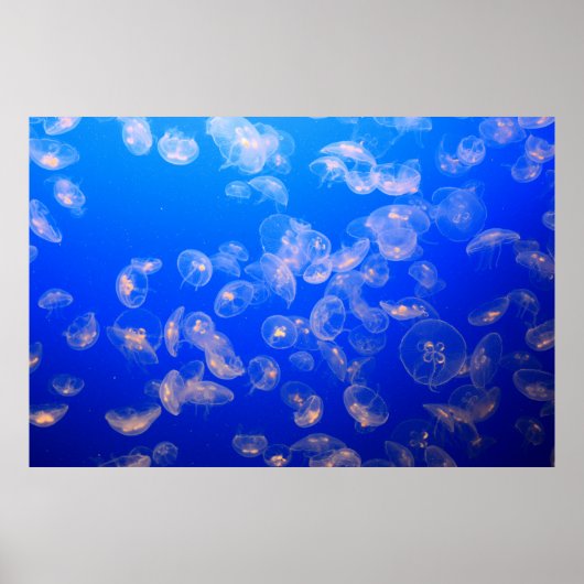 ONDERWATERFOTO VAN JELLYFISH POSTER (Voorkant)