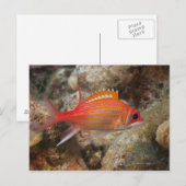 Onderwaterleven, FISH: een langwerpige vierkant Briefkaart (Voorkant / Achterkant)