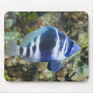 Onderwaterleven, FISH: Indigo Hamlet Muismat