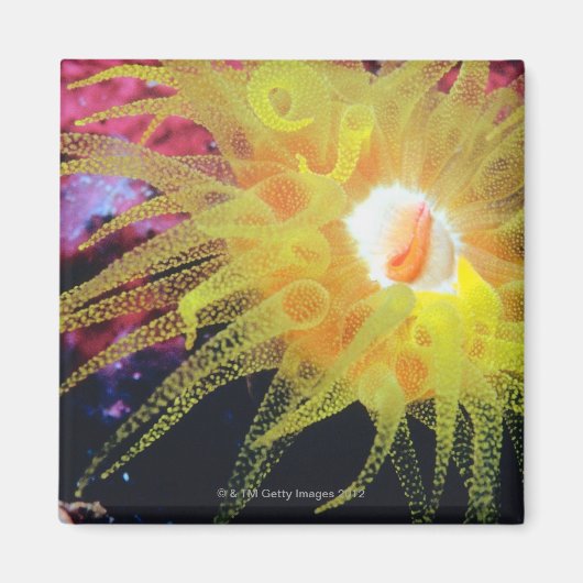 Onderwaterorganisme Magneet (Voorkant)