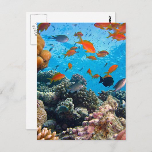 Onderwaterscène Briefkaart (Voorkant / Achterkant)