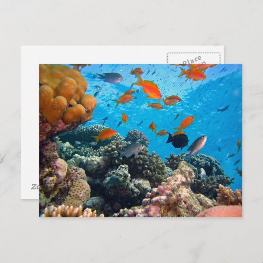 Onderwaterscène Briefkaart (Voorkant / Achterkant)