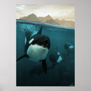 Onderwaterscène met orca poster
