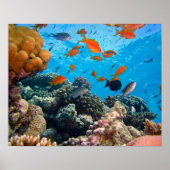 Onderwaterscène Poster (Voorkant)