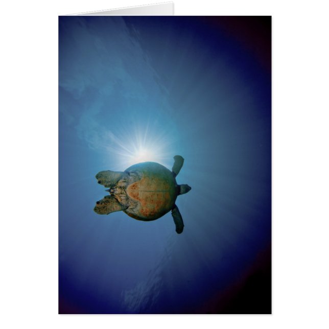 Onderwaterschildpad| Andaman Zee, Thailand (Voorkant)