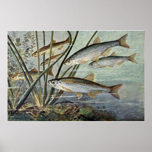 onderwaterserie eerste van vier poster (Voorkant)