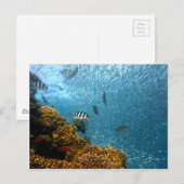 Onderwaterwereld Briefkaart (Voorkant / Achterkant)